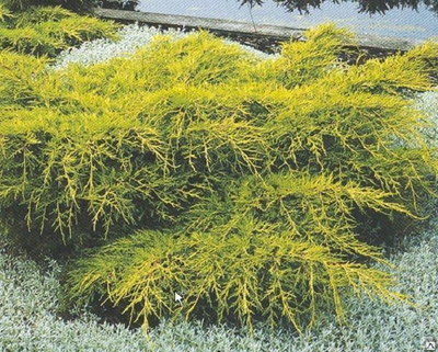 Можжевельник средний Голд Кост (Juniperus media Gold Coast), 2,0 л