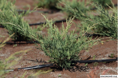 Можжевельник Виргинский Хетц - Virginiana Hetz