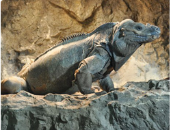 Игуана-носорог (Cyclura cornuta)