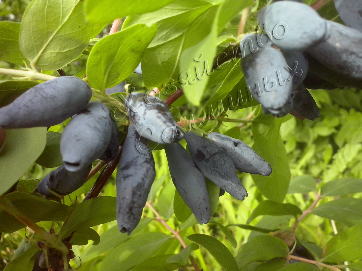 Жимолость из Хозяйства Салминых