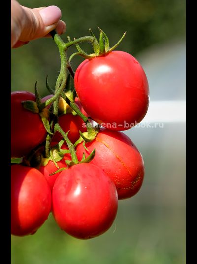 Томат Kecskemét 549 (Кечкемети-549), 10 шт