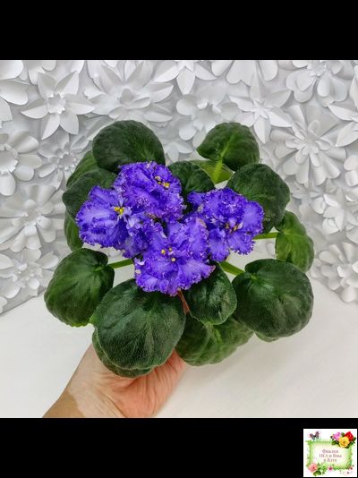 БР-Маленькое Счастье (С. и Н. Буркацкие) 2020 г.