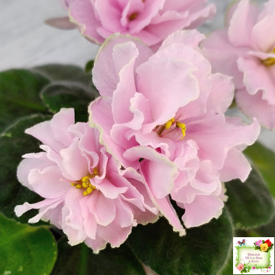 АВ-Амур и Розы (Фиалковод) 2023 г.