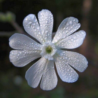 Силена Капенсис, Silene Capensis, Африканский корень сновидений ...