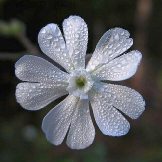 Силена Капенсис - Silene Capensis, Африканский корень сновидений, Смолёвка капская, Undlela ziimhlophe - Белые пути