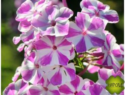 ФЛОКС МЕТЕЛЬЧАТЫЙ "КЕНДИ ТВИСТ"