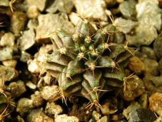 Gymnocalycium mihanovichii VoS-26 (D=25-30мм)