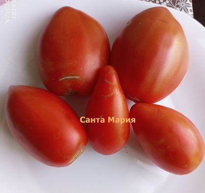 Томат Санта Мария (Santa Maria)
