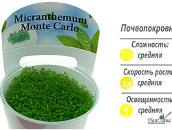 Micranthemum-Monte-Carlo