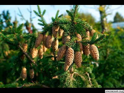 Ель Акрокона - Acrocona