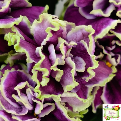 ВаТ-Классический Вкус (Т. Валькова) 2019 г.