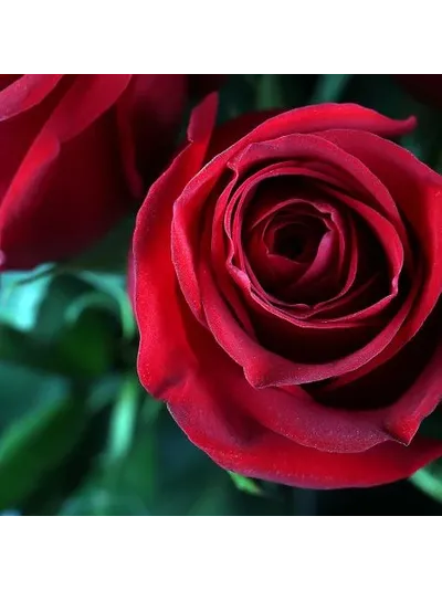 Букет из 15 голландских роз 100 см