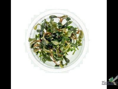 Буцефаландра Green Broad Leaf