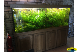 Аквариум с живыми растениями