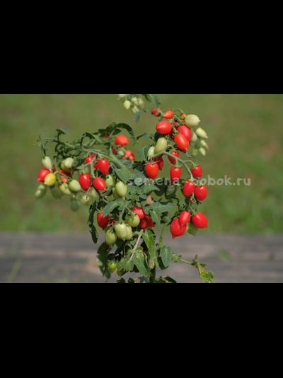 Томат LITTLE HEARTBREAKER (Маленький сердцеед), 10 шт