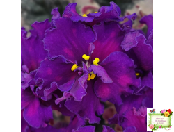 ВаТ-Тип-Топ (Т. Валькова) 2015 г.