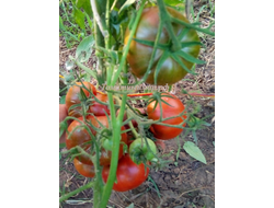 Томат Шоколадная амазонка (Amazon Chocolate, США)