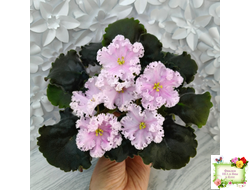 ВаТ-Любимая Внучка (Т.Валькова) 2016 г.