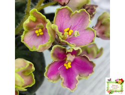 ЛЕ-Ярита (Е.Лебецкая) 2016 г.