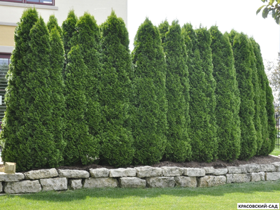 Туя Колумна - Columna