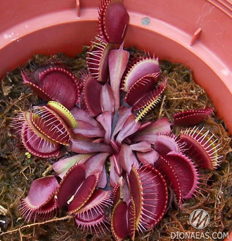 Dionaea muscipula Akai Ryu