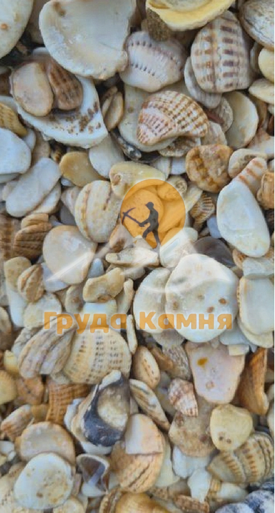 Морская ракушка