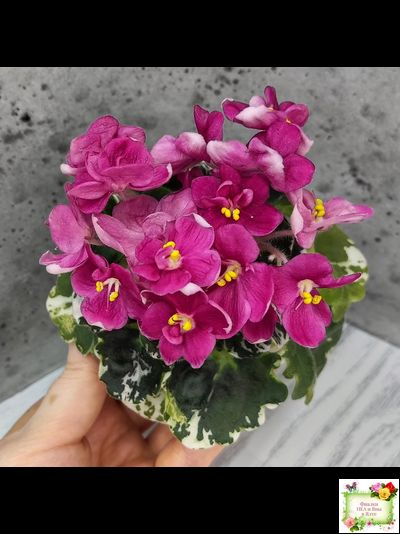 ЛЕ-Фруктовая Мармеладка (Е.Лебецкая) 2017 г. (пестролистный гёрл)