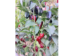 Перец острый  Black Maroccan Jalapeno