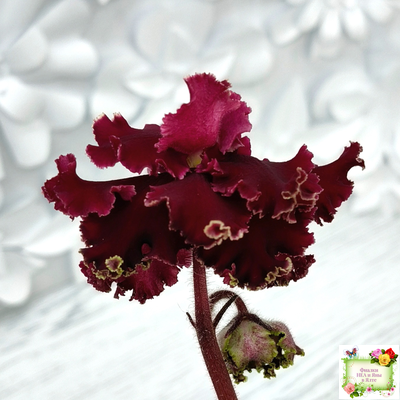 РМ-Black Cherry (Н. Скорнякова) 2022 г.