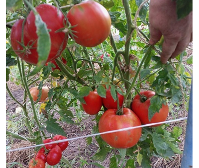 Томат Добрая Фея (Bonne Fee , Франция)