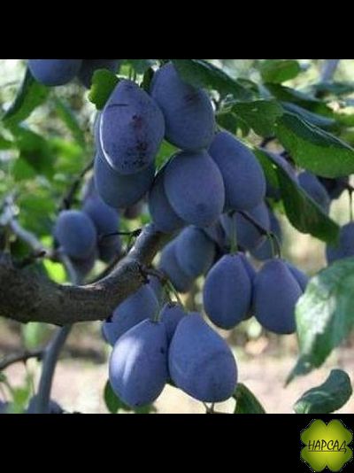 СЛИВА ДОМАШНЯЯ &quot;ВЕНГЕРКА КОРНЕЕВСКАЯ&quot;