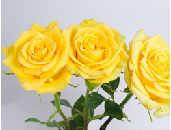 Еллоу бикини (Yellow bikini )