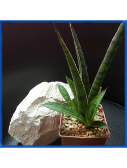 Sansevieria 'Lady Charm'