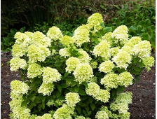 Гортензия метельчатая (Hydrangea paniculata `Little Passion`), ЗКС