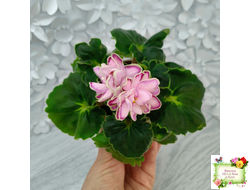 АВ-Варенье из Лепестков Роз (Фиалковод) 2022 г.