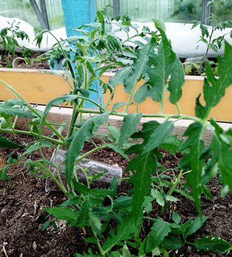 Семена томата Лучано Паваротти