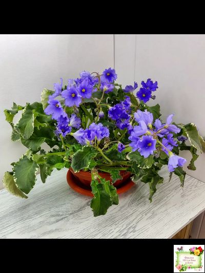 Senk&#039;s Try the Decaf (R. Follett/D. Senk) (9872) 01/30/2008 трейлер