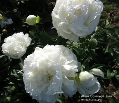 Пион Антарктида