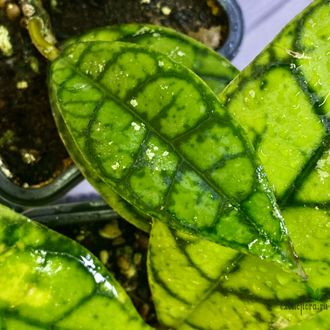 14/02/2025 Hoya Callistophylla No.3 (pink splash)