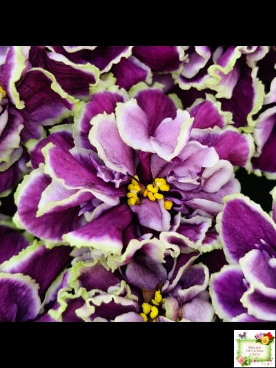 ВаТ-Классический Вкус (Т. Валькова) 2019 г.