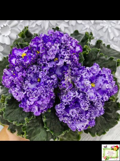 АВ-Озерная Фея (Фиалковод) 2017 г.