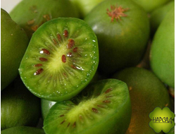 АКТИНИДИЯ (подмосковное киви)