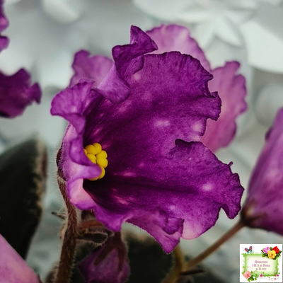 Nik-Кони в Яблоко  (Н. Булко) 2022 г. (пестролистный лонг)