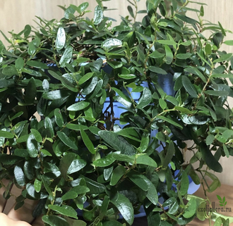 Ficus punctata Anouk / фикус пунктата Анук