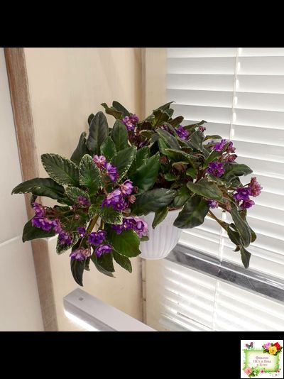 Senk's Azalea Trail (R.Follett/D.Senk) (9845) 01/30/2008 трейлер