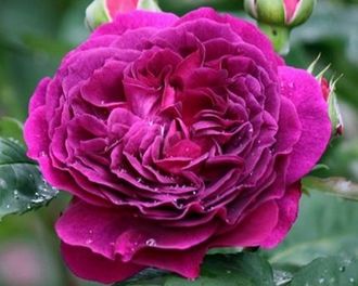 Пёпл лодж. (Purple Lodge). шраб.