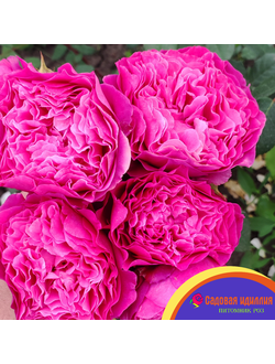 Вентило (Ventilo)