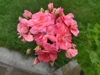 Пеларгония Petrei Bella, срез