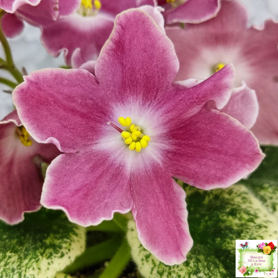 НД-Наталка-Полтавка (Н. Данилова-Суворова) 2018 г.