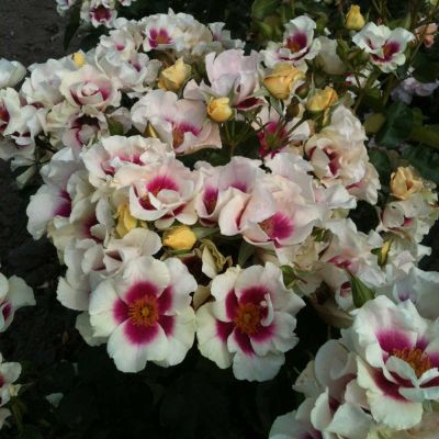 Си Ю ин Пёрпл (See You in Purple)